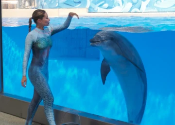 Dolphin Show